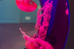 PLYMOUTH AQUARIUM 2022